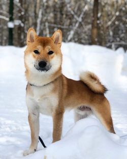 picture of dog