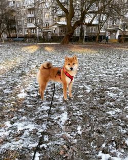 picture of dog