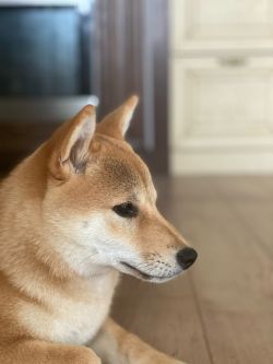 picture of dog