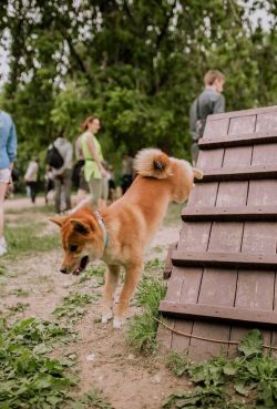 picture of dog