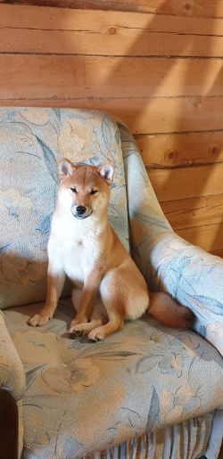 picture of dog