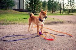picture of dog