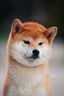 picture of dog