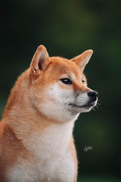 picture of dog