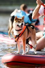 picture of dog