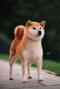 picture of dog
