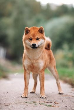 picture of dog