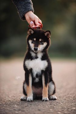 picture of dog