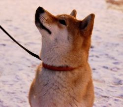 picture of dog