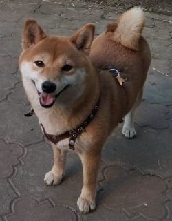 picture of dog