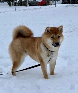 picture of dog