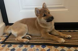 picture of dog