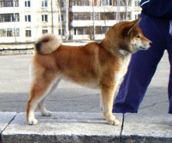 picture of dog