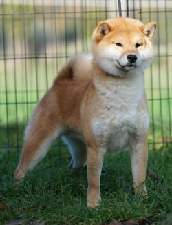 picture of dog
