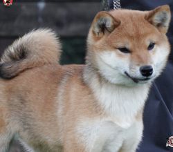picture of dog