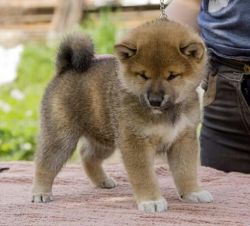 picture of dog
