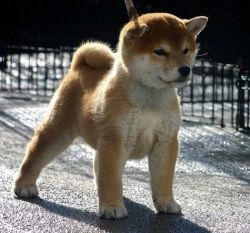 picture of dog