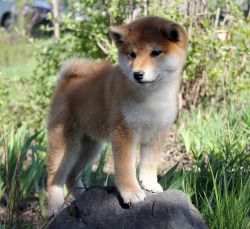 picture of dog