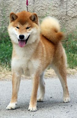 picture of dog