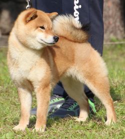 picture of dog