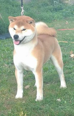 picture of dog