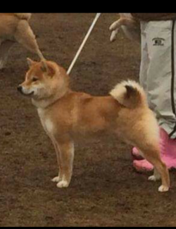 picture of dog