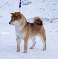 picture of dog