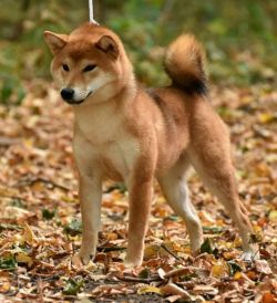 picture of dog