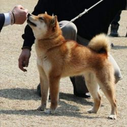 picture of dog
