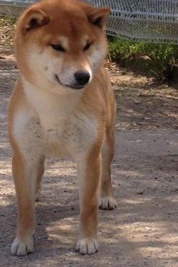 picture of dog