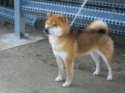 picture of dog