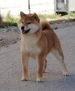 picture of dog