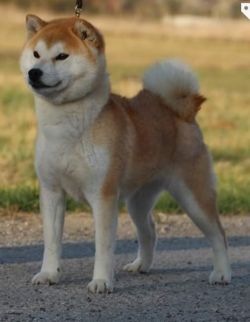 picture of dog