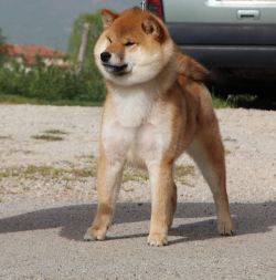 picture of dog