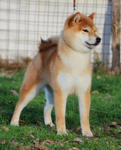 picture of dog