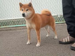 picture of dog