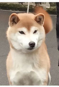 picture of dog