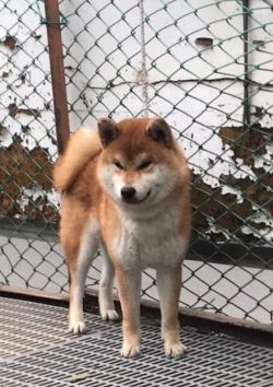 picture of dog