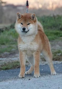 picture of dog