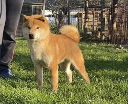 picture of dog