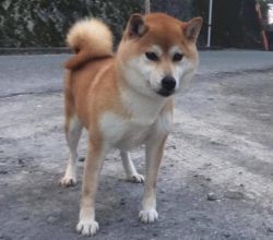 picture of dog