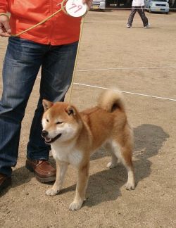 picture of dog
