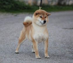 picture of dog