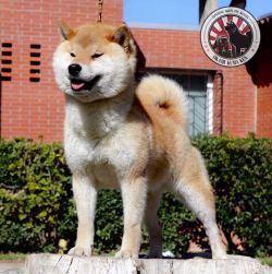 picture of dog
