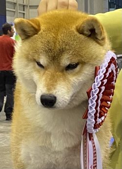 picture of dog
