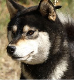 picture of dog