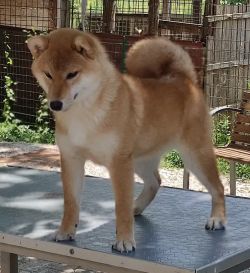 picture of dog