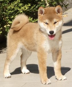 picture of dog