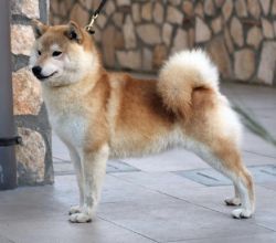 picture of dog