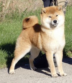 picture of dog